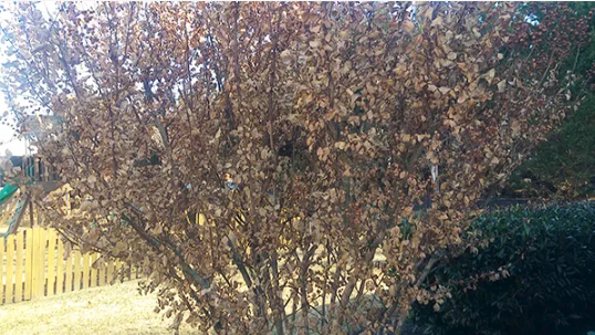 Crape Myrtle Leaves